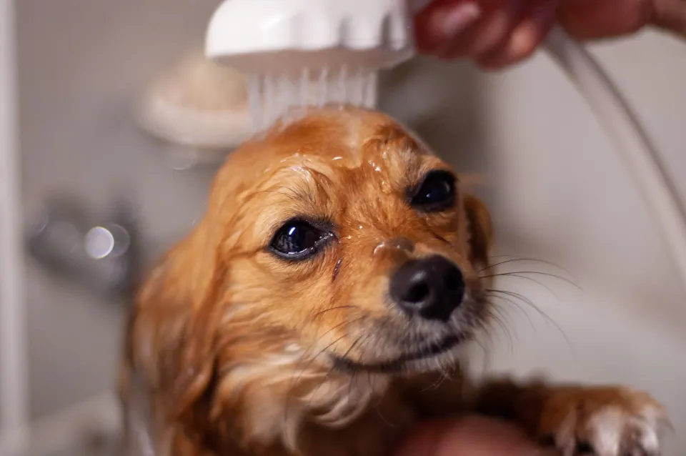 Animal Dog