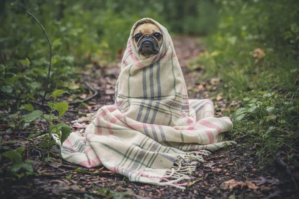 Pug Dog