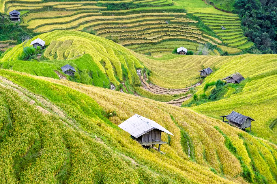 Ruongbacthang Vietnam