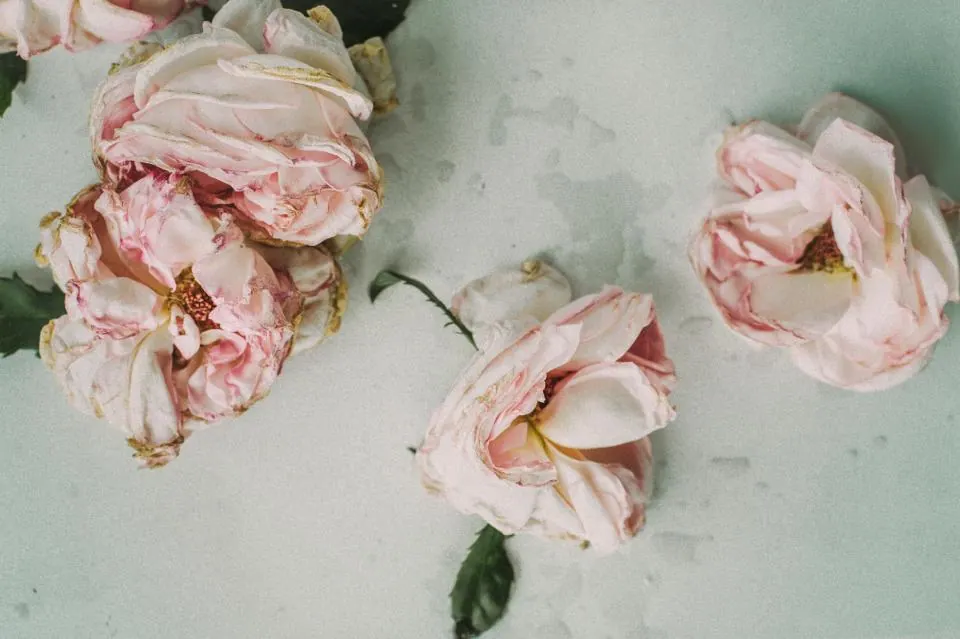 Pink Flowers