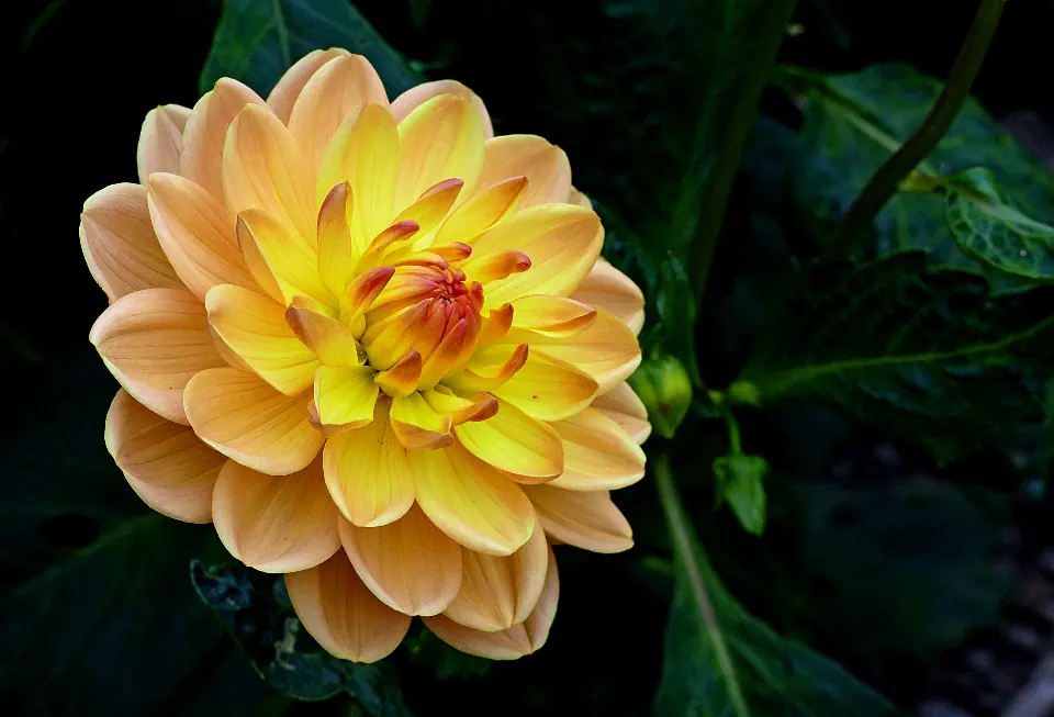 Yellow Flower